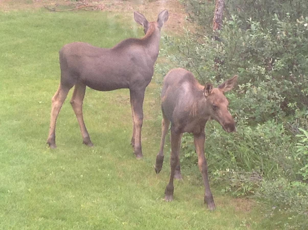 Denali Primrose B&B Healy Eksteriør billede
