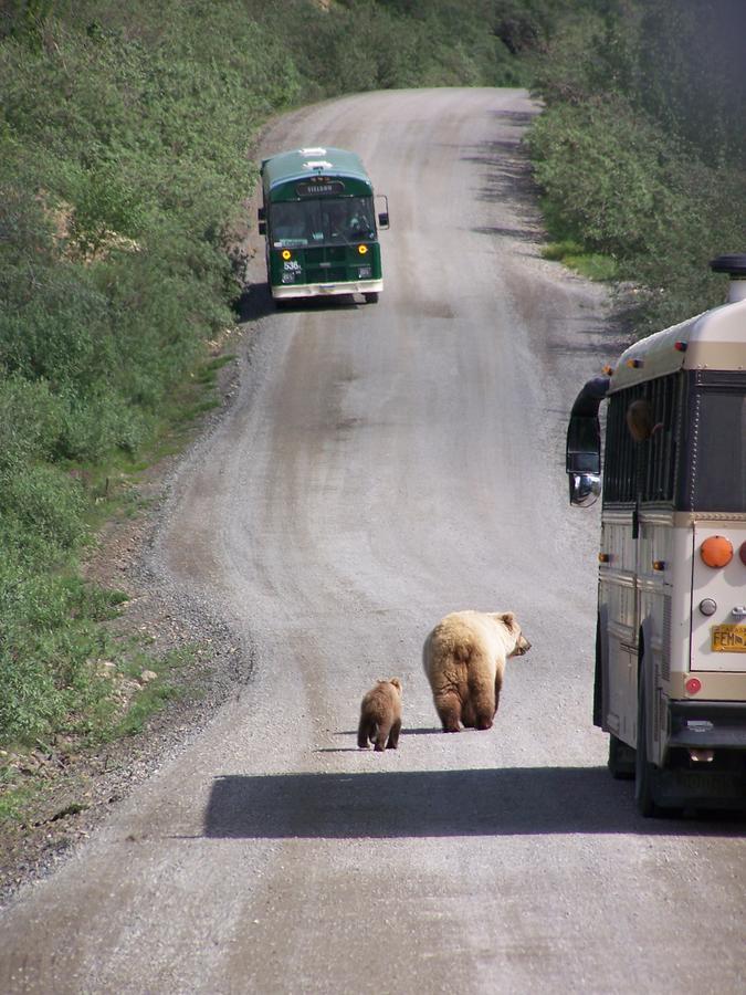 Denali Primrose B&B Healy Eksteriør billede