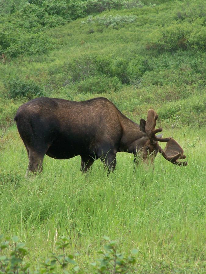 Denali Primrose B&B Healy Eksteriør billede
