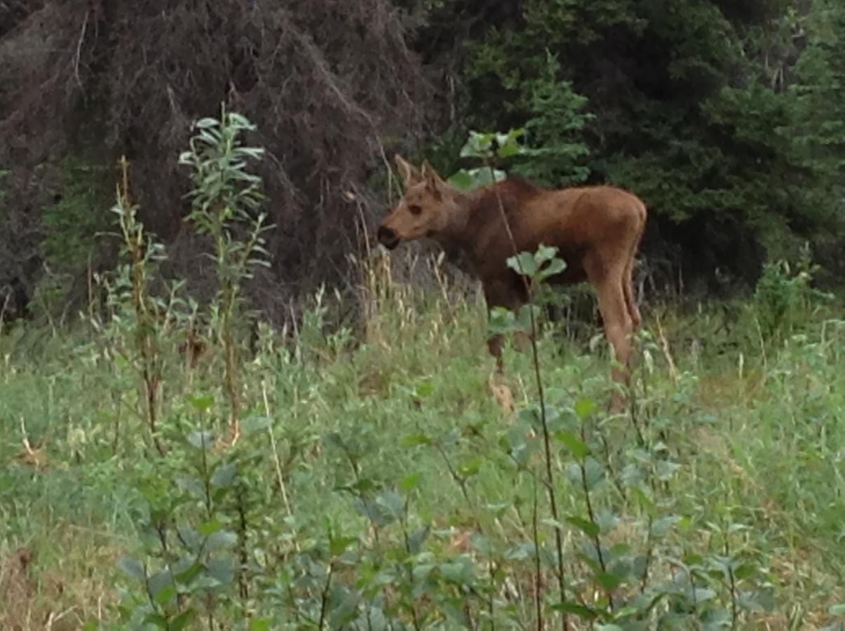 Denali Primrose B&B Healy Eksteriør billede