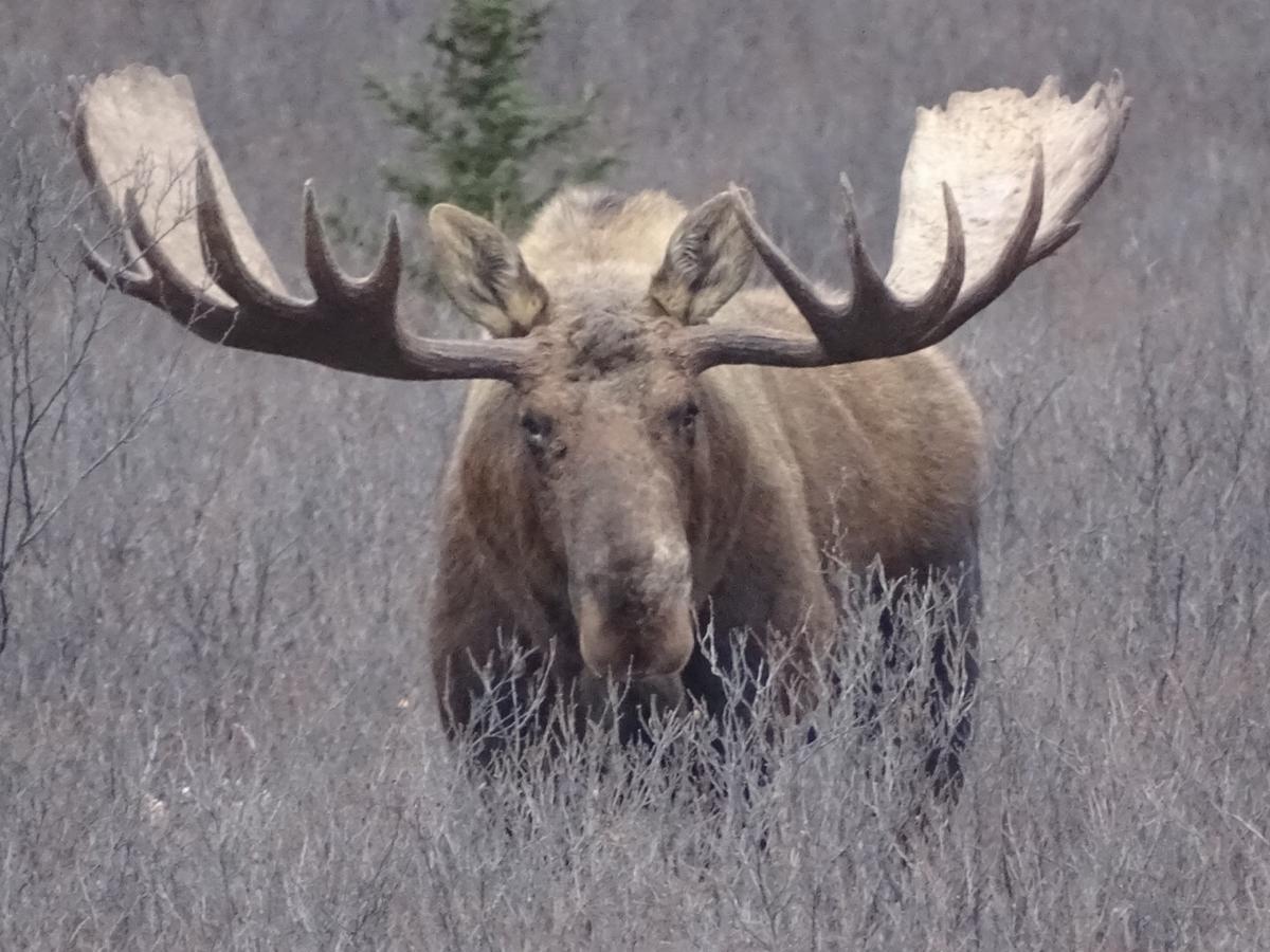 Denali Primrose B&B Healy Eksteriør billede